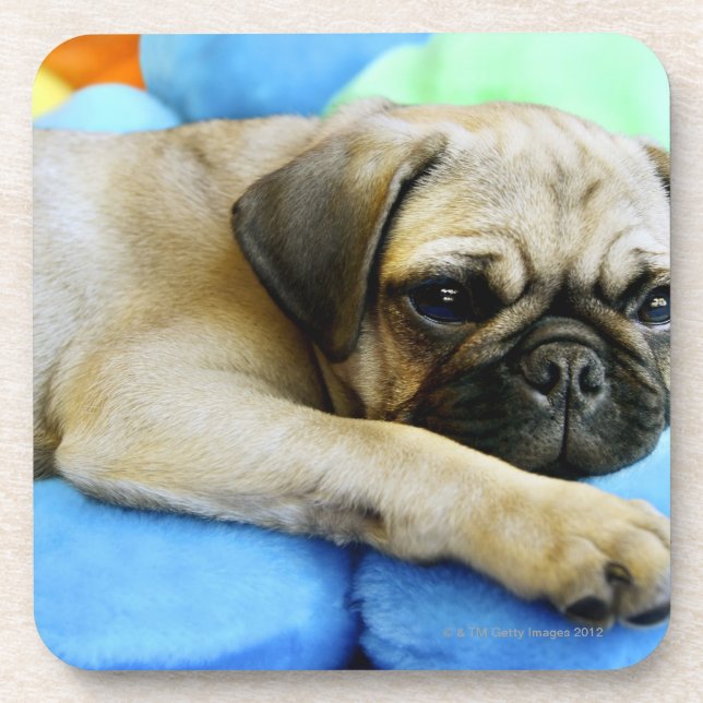 Pug laying on pillows coaster (Front)