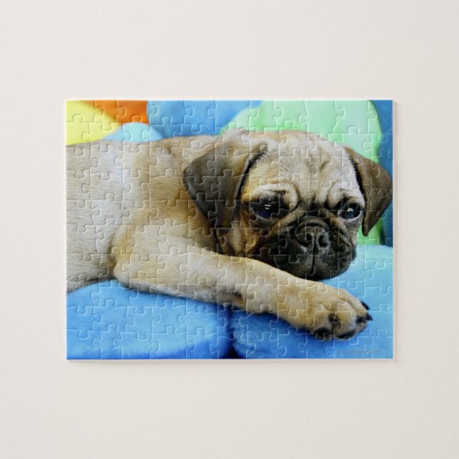 Pug laying on pillows jigsaw puzzle (Horizontal)