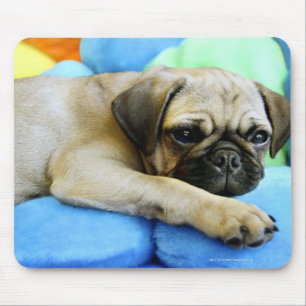 Pug laying on pillows mouse mat