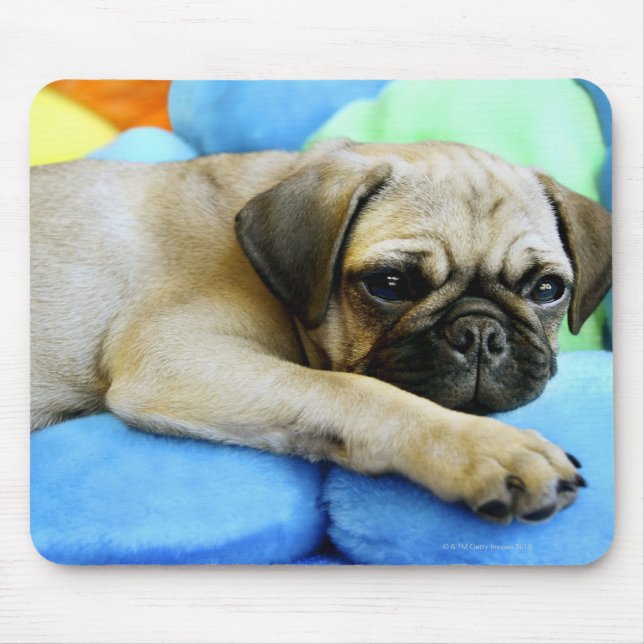 Pug laying on pillows mouse mat (Front)