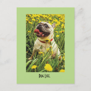 Pug Life Dog Postcard