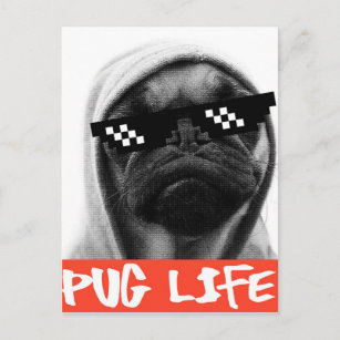 Pug Life Postcard