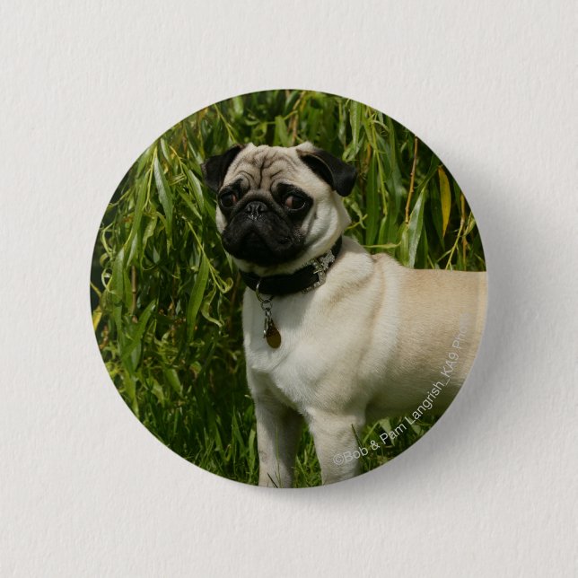 Pug Lookign at Camera 6 Cm Round Badge (Front)