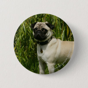 Pug Lookign at Camera 6 Cm Round Badge