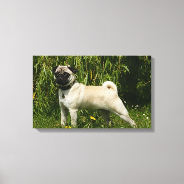 Pug Lookign at Camera Canvas Print (Front)