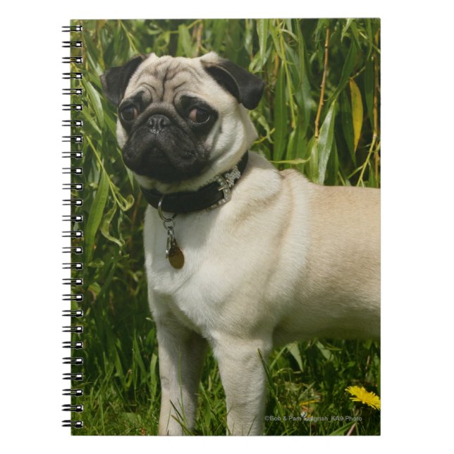 Pug Lookign at Camera Notebook (Front)