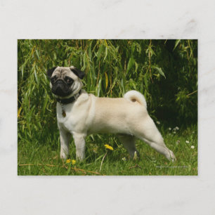 Pug Lookign at Camera Postcard