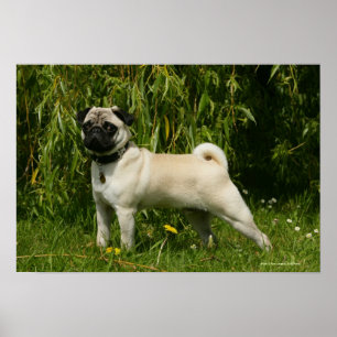 Pug Lookign at Camera Poster