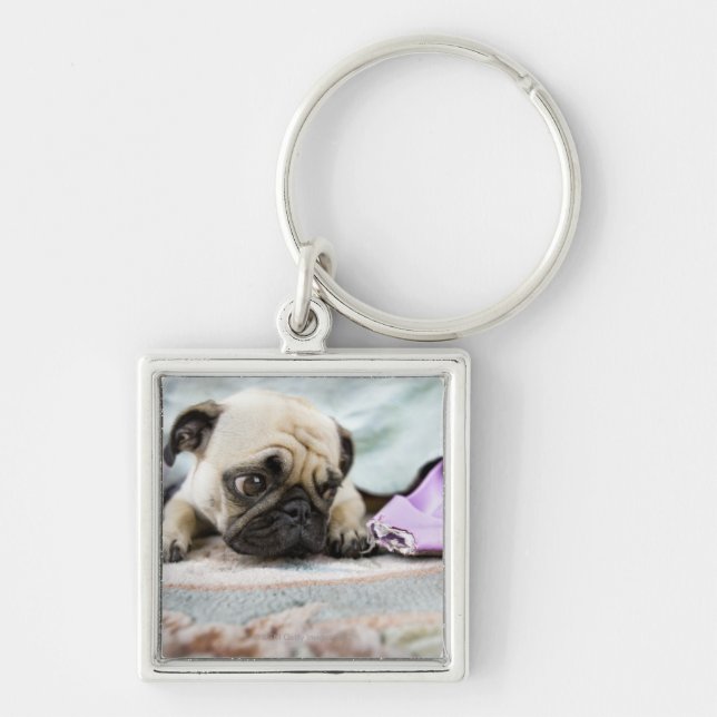 Pug looking innocent after chewing the toe off key ring (Front)