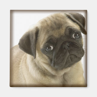 Pug Magnet