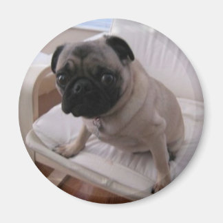 Pug Magnet Machi