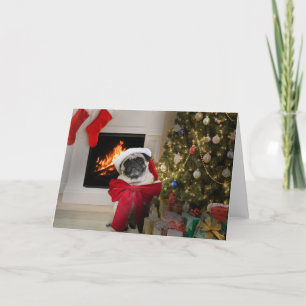 Pug Misha wearing only a bow for Christmas Holiday Card