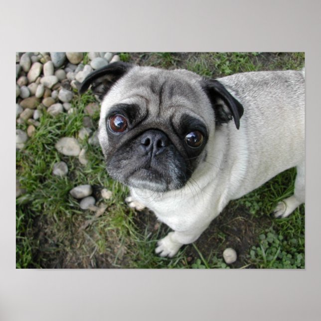 Pug n Pebbles Print (Front)