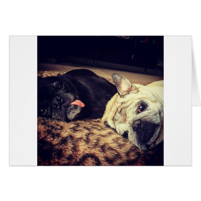 Pug Nap (Front Horizontal)