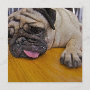 Pug One Too Many Invitation