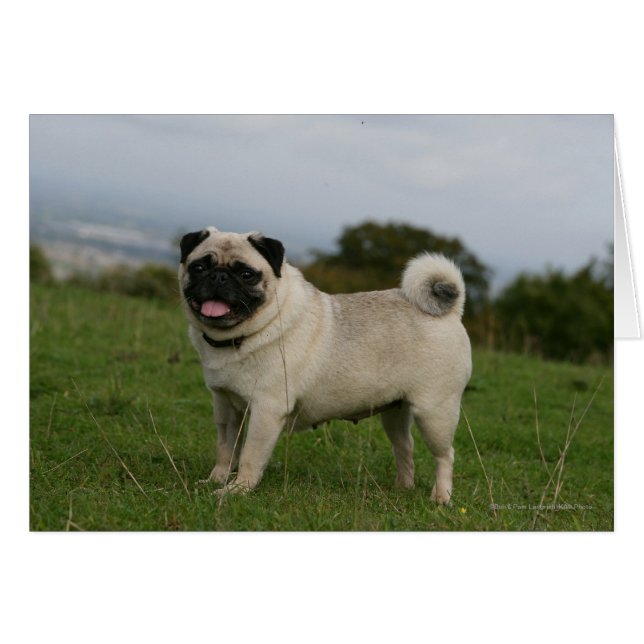 Pug Panting (Front Horizontal)