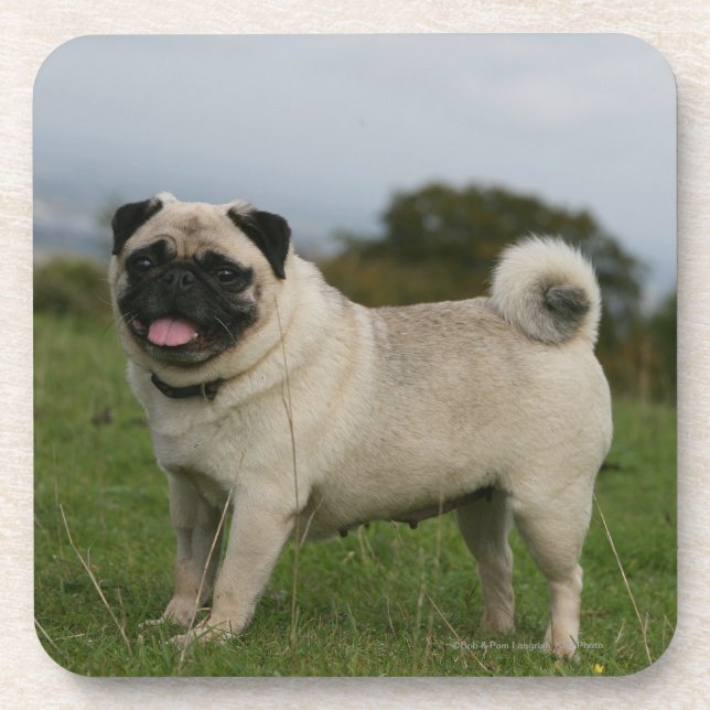 Pug Panting Coaster (Front)