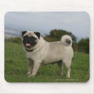 Pug Panting Mouse Mat