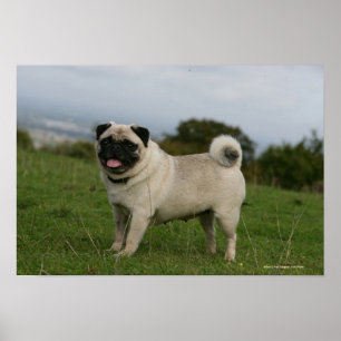 Pug Panting Poster