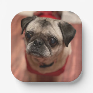 Pug Party Plates