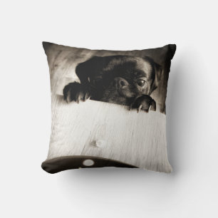 pug peeking in bw cushion