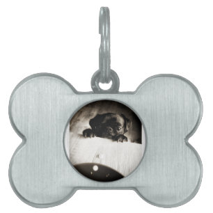 pug peeking in bw pet ID tag
