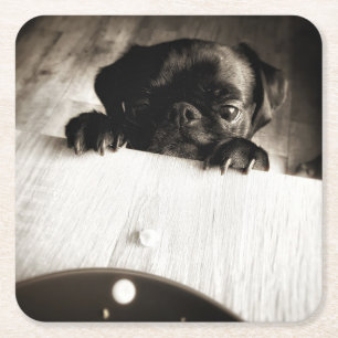 pug peeking in bw square paper coaster