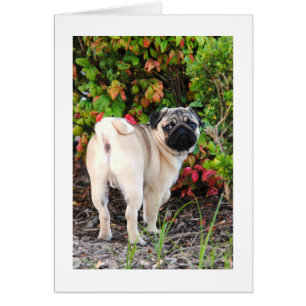 Pug Photo Card