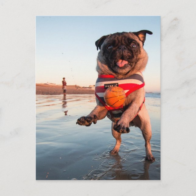 Pug Playing Ball on Beach Postcard (Front)