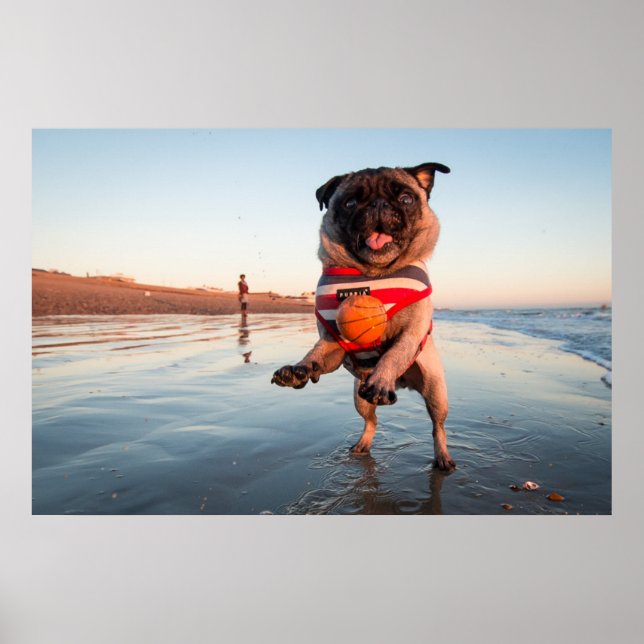 Pug Playing Ball on Beach Poster (Front)