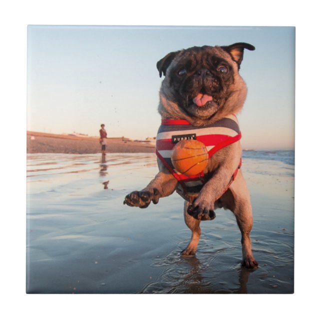 Pug Playing Ball on Beach Tile (Front)