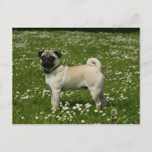 Pug Playing in Flowers Postcard