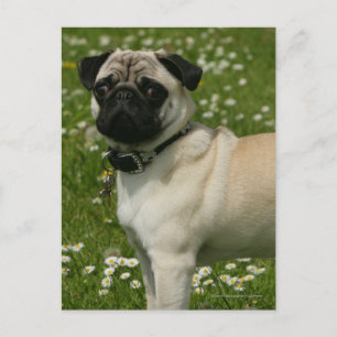 Pug Playing in Flowers Postcard