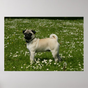 Pug Playing in Flowers Poster