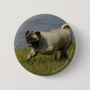 Pug Playing Near Water 6 Cm Round Badge