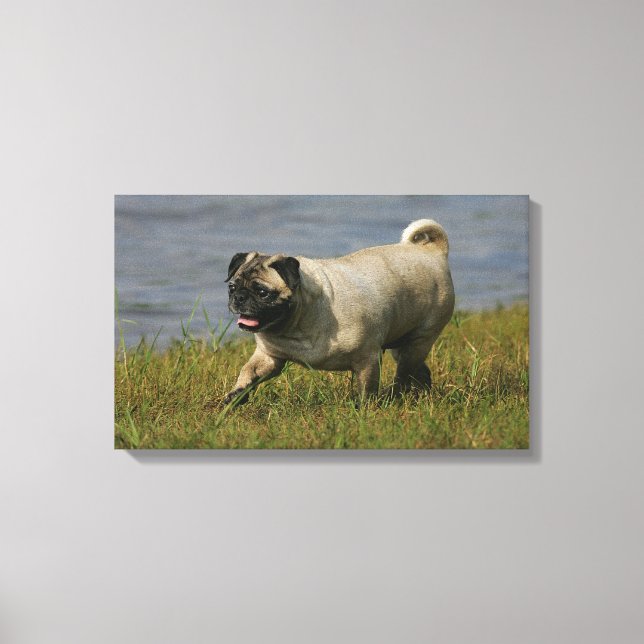 Pug Playing Near Water Canvas Print (Front)