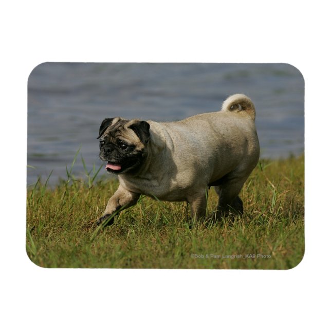Pug Playing Near Water Magnet (Horizontal)