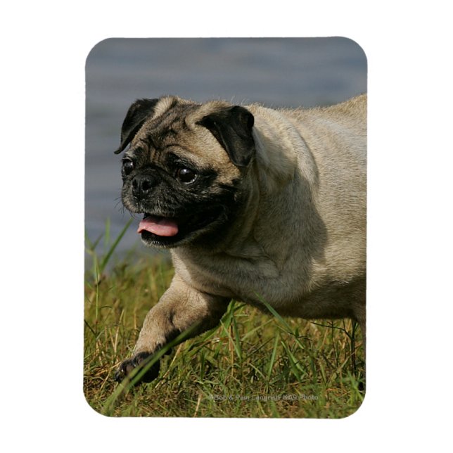 Pug Playing Near Water Magnet (Vertical)