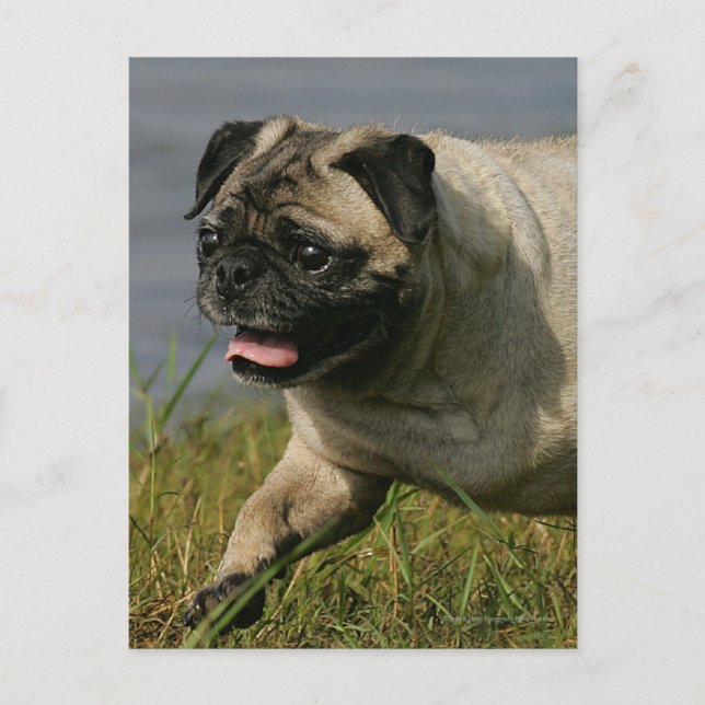Pug Playing Near Water Postcard (Front)