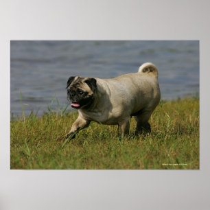 Pug Playing Near Water Poster