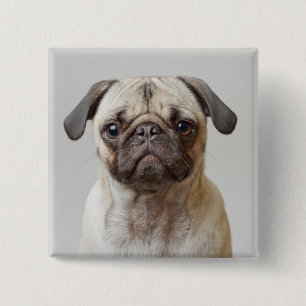 Pug Portrait 15 Cm Square Badge
