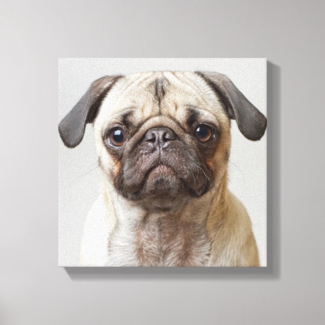 Pug Portrait Canvas Print (Front)