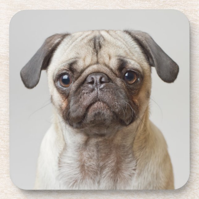 Pug Portrait Coaster (Front)