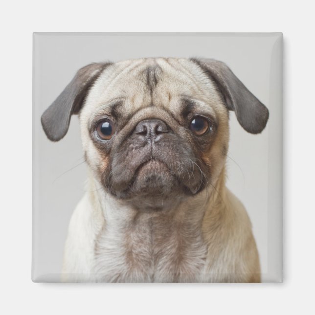 Pug Portrait Magnet (Front)