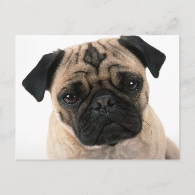 pug post card (Front)