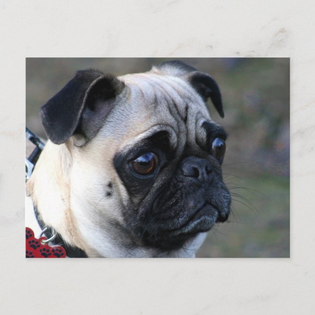 Pug postcard (Front)