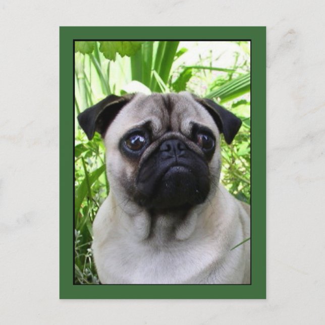 Pug postcard (Front)