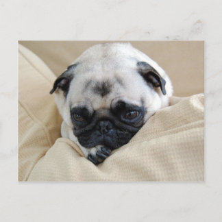 Pug Postcard