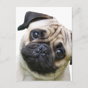 pug postcard
