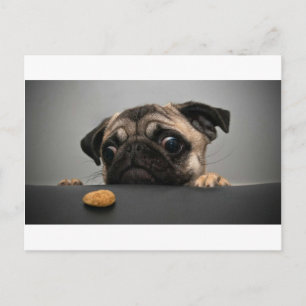Pug Postcard